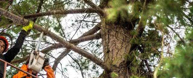 Best tool to cut deals thick branches